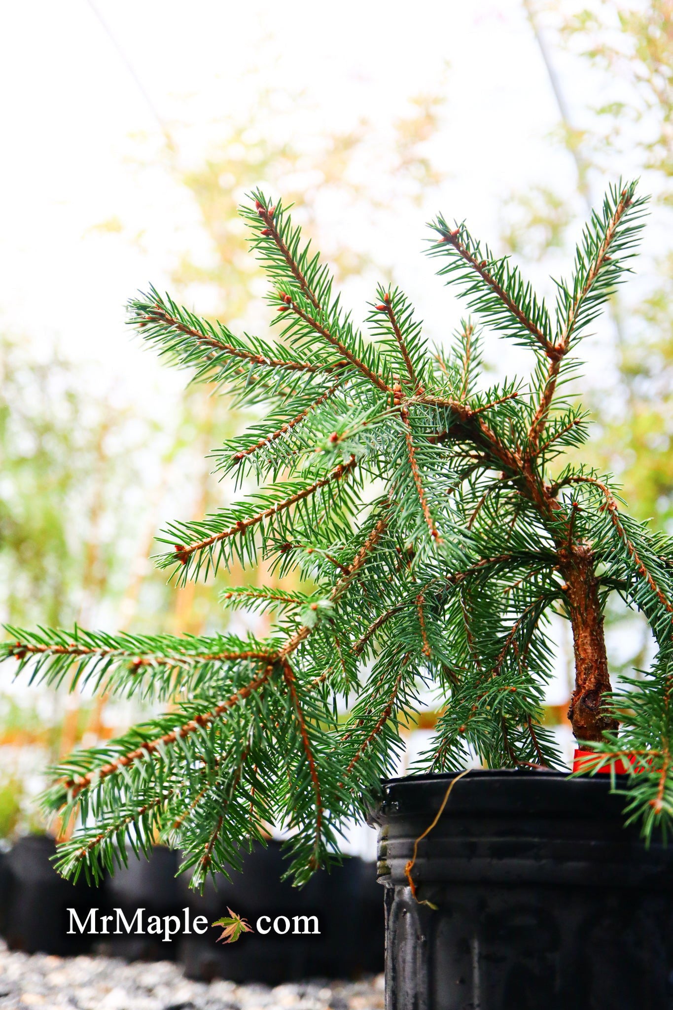 Picea abies 'Lemon Drop' Norway Spruce — Mr Maple │ Buy Japanese