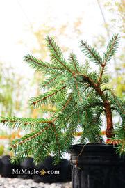 - Picea abies 'Lemon Drop' Norway Spruce - Mr Maple │ Buy Japanese Maple Trees