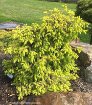 - Picea abies 'Lemon Flare' Weeping Mounding Norway Spruce - Mr Maple │ Buy Japanese Maple Trees