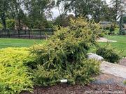 - Picea abies 'Lemon Flare' Weeping Mounding Norway Spruce - Mr Maple │ Buy Japanese Maple Trees