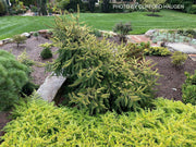 - Picea abies 'Lemon Flare' Weeping Mounding Norway Spruce - Mr Maple │ Buy Japanese Maple Trees