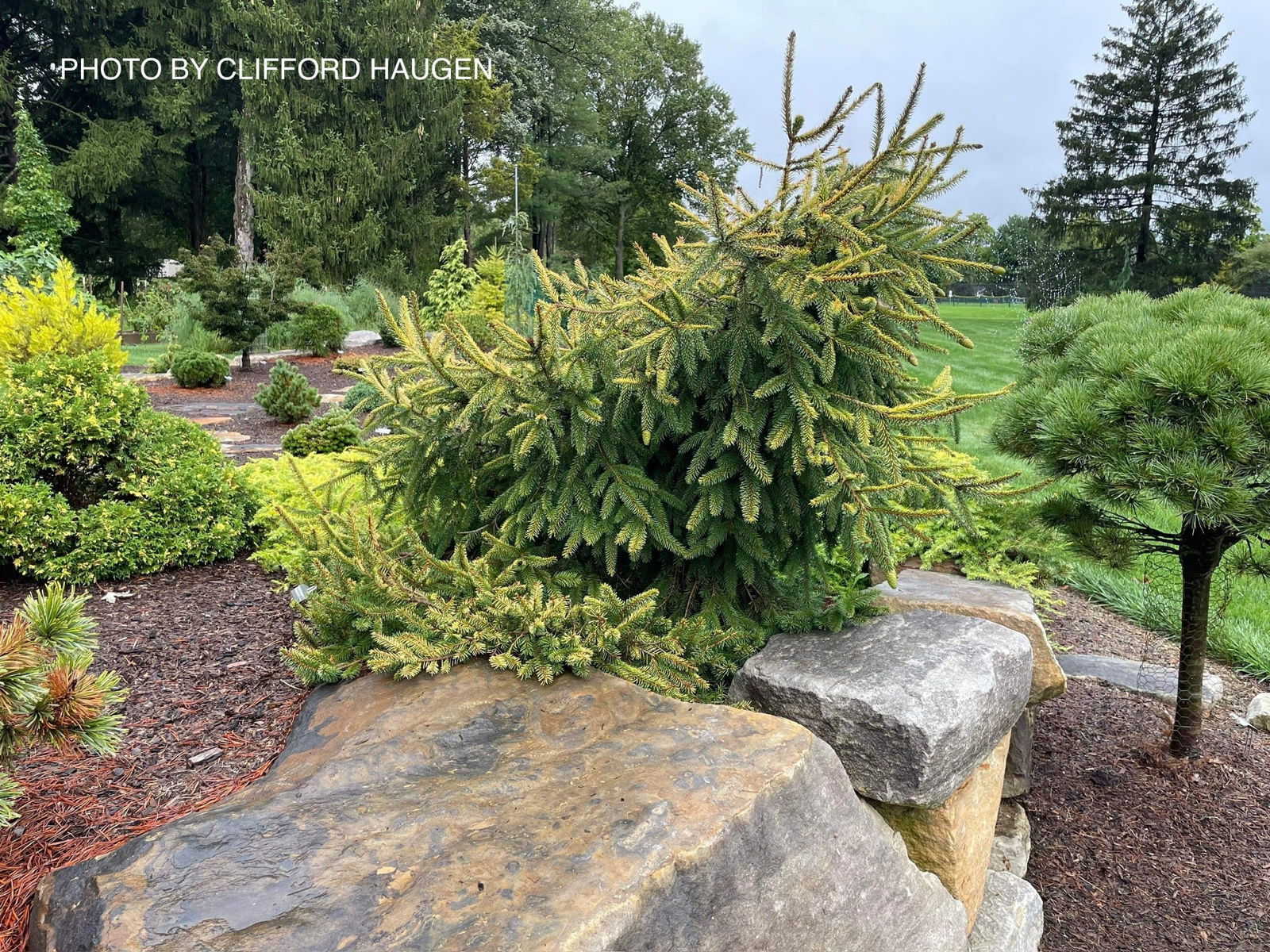 Picea abies 'Lemon Flare' Weeping Mounding Norway Spruce — Mr