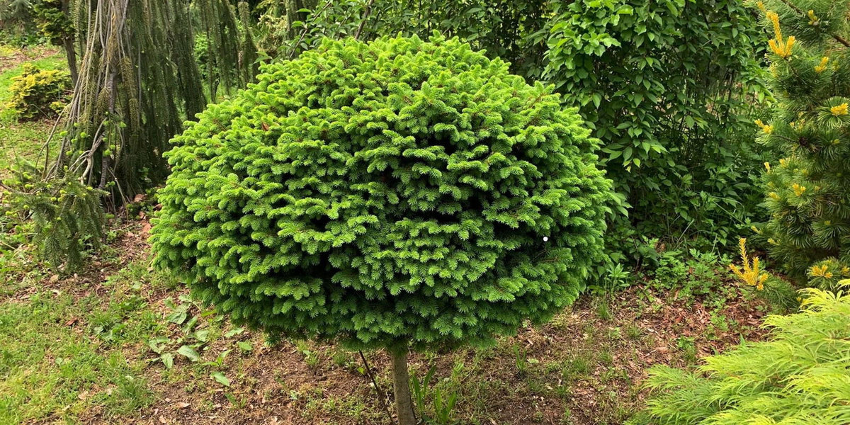 Buy Picea abies 'Little Gem' Rare Dwarf Norway Spruce — Mr Maple