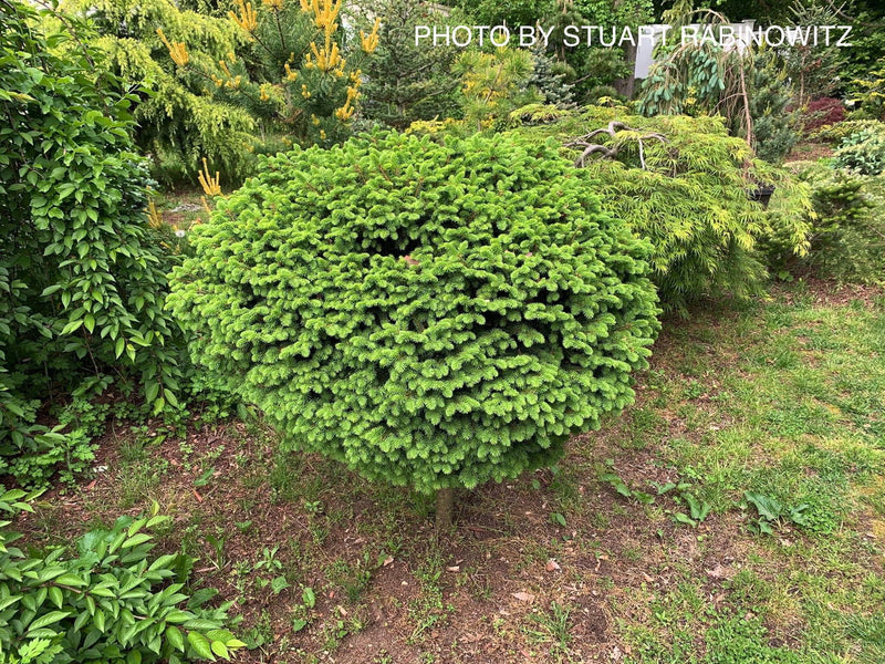 - Picea abies 'Little Gem' Dwarf Norway Spruce - Mr Maple │ Buy Japanese Maple Trees