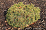 - Picea abies 'Malena' Rare Dwarf Norway Spruce - Mr Maple │ Buy Japanese Maple Trees