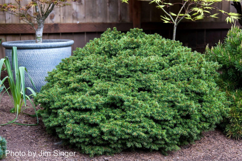 - Picea abies 'Malena' Rare Dwarf Norway Spruce - Mr Maple │ Buy Japanese Maple Trees