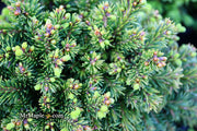 - Picea abies 'Malena' Rare Dwarf Norway Spruce - Mr Maple │ Buy Japanese Maple Trees