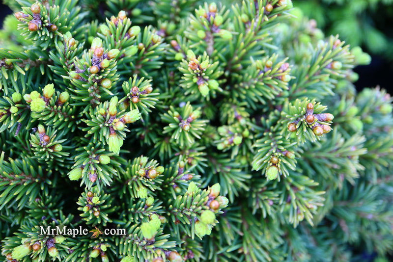 - Picea abies 'Malena' Rare Dwarf Norway Spruce - Mr Maple │ Buy Japanese Maple Trees