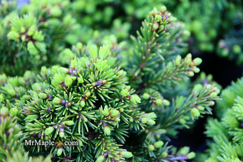 - Picea abies 'Malena' Rare Dwarf Norway Spruce - Mr Maple │ Buy Japanese Maple Trees