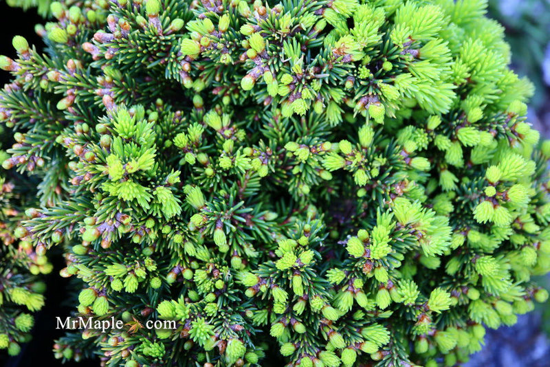 - Picea abies 'Malena' Rare Dwarf Norway Spruce - Mr Maple │ Buy Japanese Maple Trees