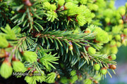 - Picea abies 'Malena' Rare Dwarf Norway Spruce - Mr Maple │ Buy Japanese Maple Trees