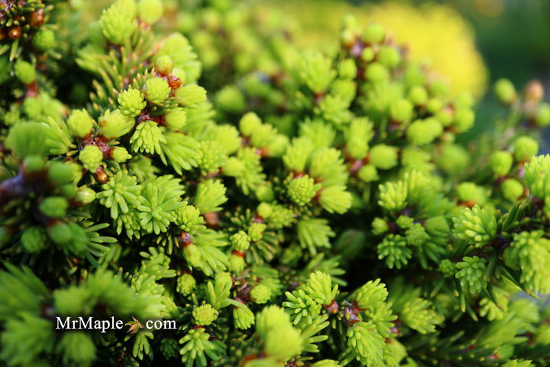 - Picea abies 'Malena' Rare Dwarf Norway Spruce - Mr Maple │ Buy Japanese Maple Trees