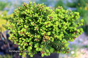 - Picea abies 'Malena' Rare Dwarf Norway Spruce - Mr Maple │ Buy Japanese Maple Trees