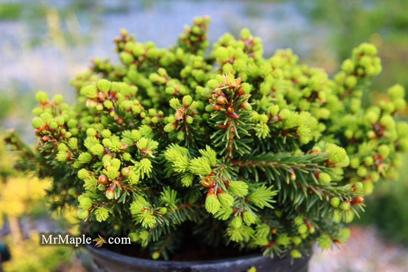 - Picea abies 'Malena' Rare Dwarf Norway Spruce - Mr Maple │ Buy Japanese Maple Trees