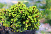 - Picea abies 'Malena' Rare Dwarf Norway Spruce - Mr Maple │ Buy Japanese Maple Trees