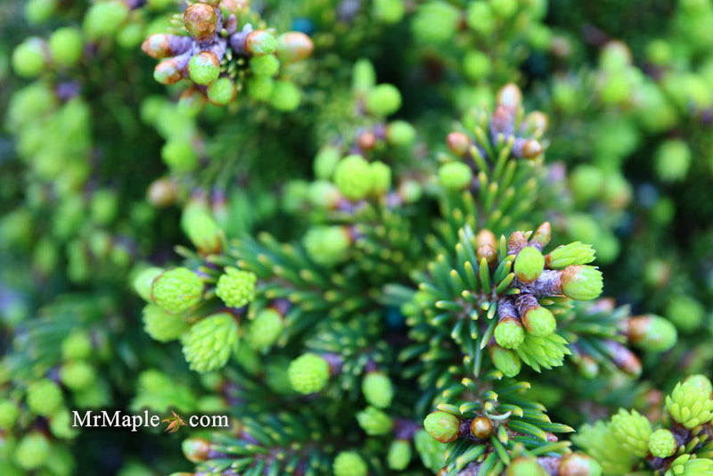 - Picea abies 'Malena' Rare Dwarf Norway Spruce - Mr Maple │ Buy Japanese Maple Trees