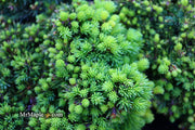 - Picea abies 'Malena' Rare Dwarf Norway Spruce - Mr Maple │ Buy Japanese Maple Trees