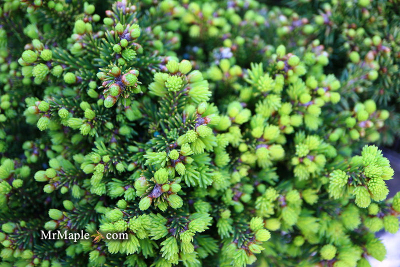 - Picea abies 'Malena' Rare Dwarf Norway Spruce - Mr Maple │ Buy Japanese Maple Trees