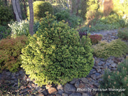 - Picea abies 'Ohlendorffii' Rare Dwarf Norway Spruce - Mr Maple │ Buy Japanese Maple Trees