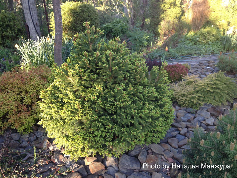 - Picea abies 'Ohlendorffii' Rare Dwarf Norway Spruce - Mr Maple │ Buy Japanese Maple Trees