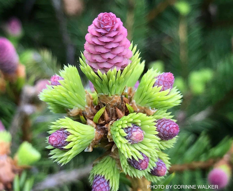 - Picea abies 'Pusch' Rare Dwarf Norway Spruce - Mr Maple │ Buy Japanese Maple Trees