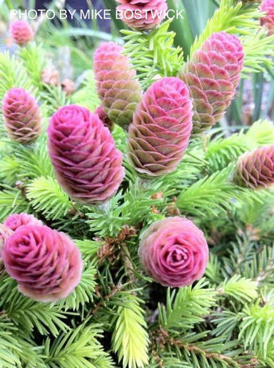 - Picea abies 'Pusch' Rare Dwarf Norway Spruce - Mr Maple │ Buy Japanese Maple Trees