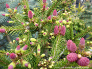 - Picea abies 'Pusch' Rare Dwarf Norway Spruce - Mr Maple │ Buy Japanese Maple Trees