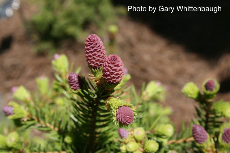 - Picea abies 'Pusch' Rare Dwarf Norway Spruce - Mr Maple │ Buy Japanese Maple Trees