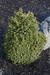 - Picea abies 'Stoner' Norway Spruce - Mr Maple │ Buy Japanese Maple Trees