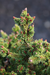 - Picea abies 'Stoner' Norway Spruce - Mr Maple │ Buy Japanese Maple Trees