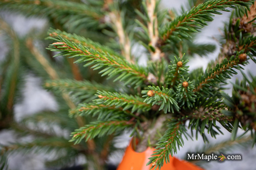 - Picea abies 'Stoner' Norway Spruce - Mr Maple │ Buy Japanese Maple Trees