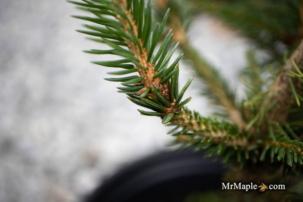 - Picea abies 'Stoner' Norway Spruce - Mr Maple │ Buy Japanese Maple Trees