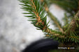 - Picea abies 'Stoner' Norway Spruce - Mr Maple │ Buy Japanese Maple Trees