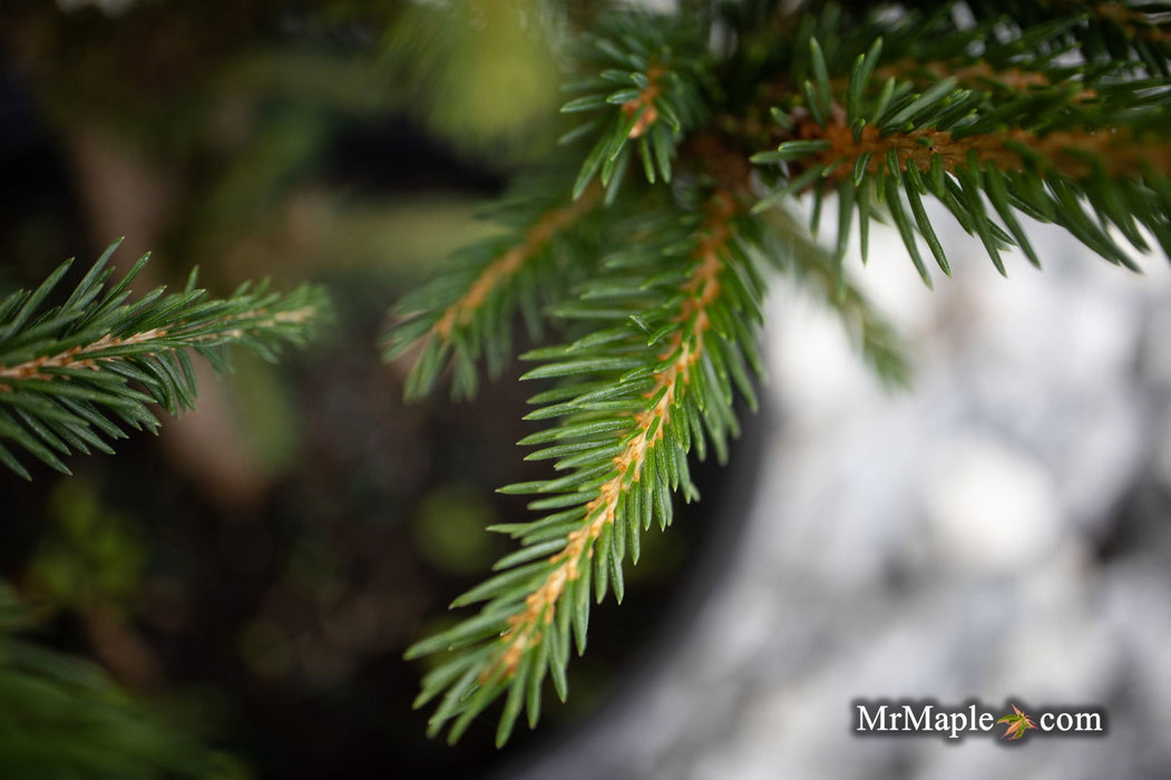 - Picea abies 'Stoner' Norway Spruce - Mr Maple │ Buy Japanese Maple Trees