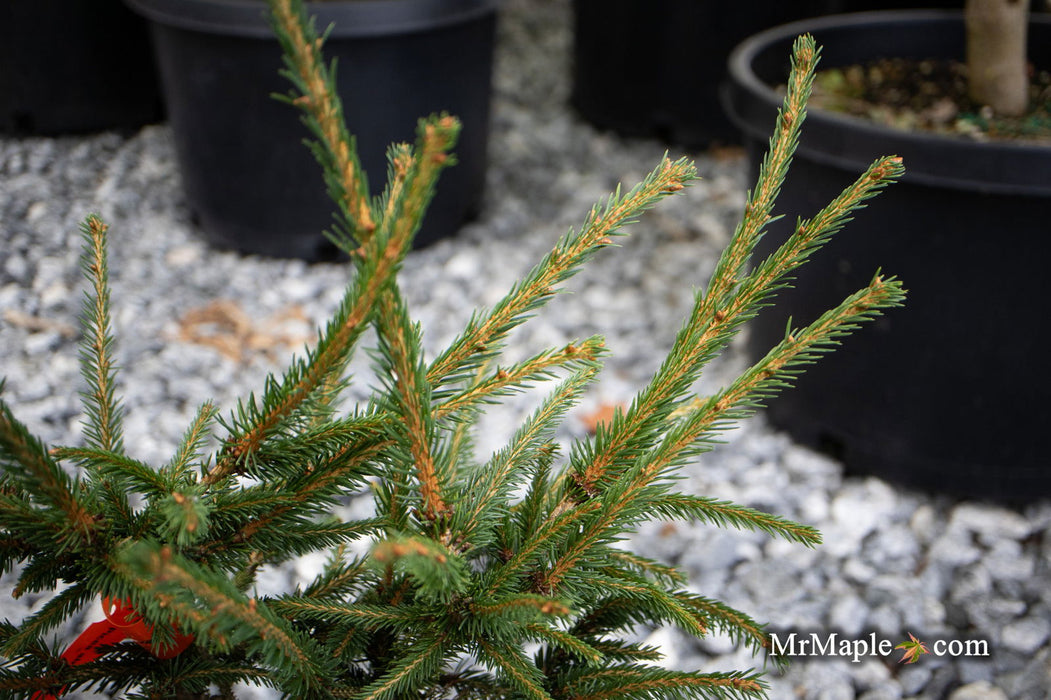 - Picea abies 'Stoner' Norway Spruce - Mr Maple │ Buy Japanese Maple Trees