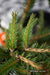 - Picea abies 'Stoner' Norway Spruce - Mr Maple │ Buy Japanese Maple Trees