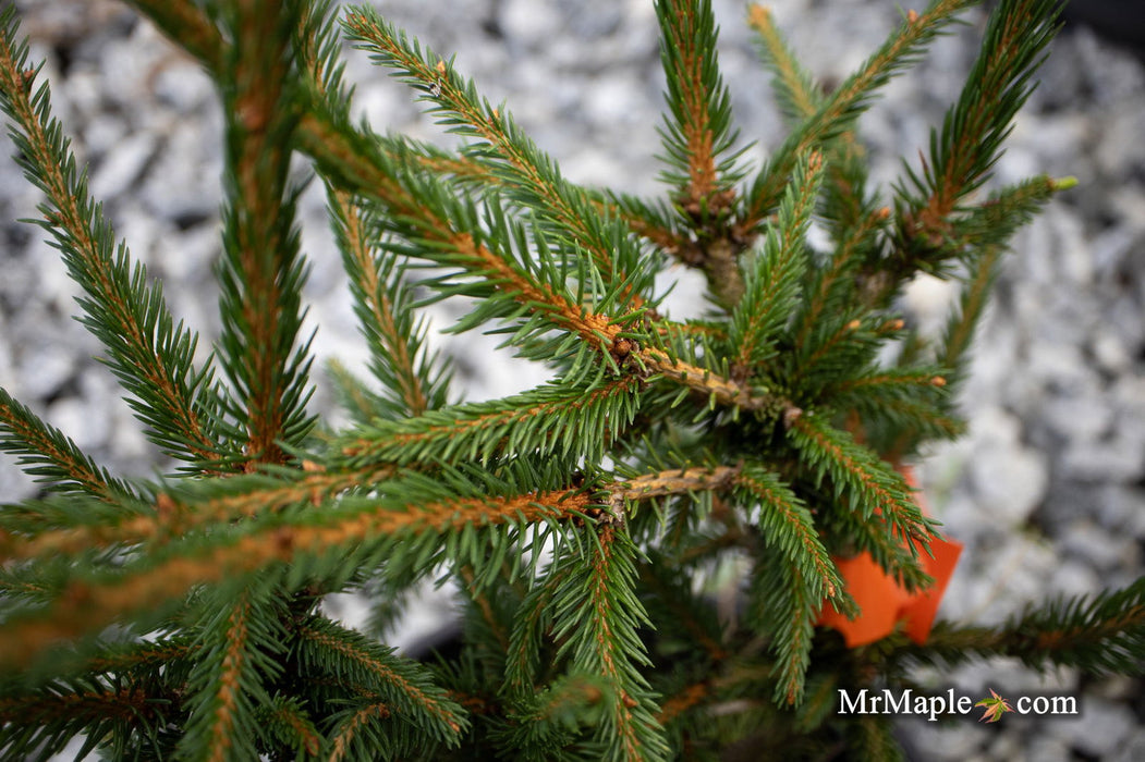 - Picea abies 'Stoner' Norway Spruce - Mr Maple │ Buy Japanese Maple Trees