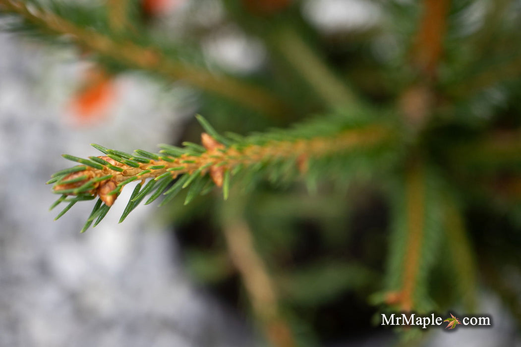 - Picea abies 'Stoner' Norway Spruce - Mr Maple │ Buy Japanese Maple Trees