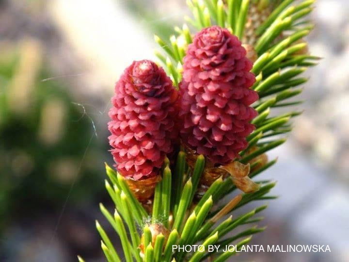 - Picea bicolor ‘Howell’s Dwarf Tigertail’ Alcock’s Spruce - Mr Maple │ Buy Japanese Maple Trees