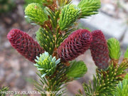 - Picea bicolor ‘Howell’s Dwarf Tigertail’ Alcock’s Spruce - Mr Maple │ Buy Japanese Maple Trees