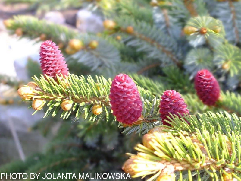 - Picea bicolor ‘Howell’s Dwarf Tigertail’ Alcock’s Spruce - Mr Maple │ Buy Japanese Maple Trees