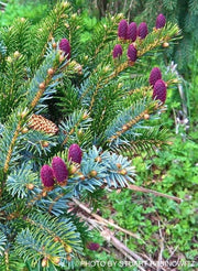 - Picea bicolor ‘Howell’s Dwarf Tigertail’ Alcock’s Spruce - Mr Maple │ Buy Japanese Maple Trees