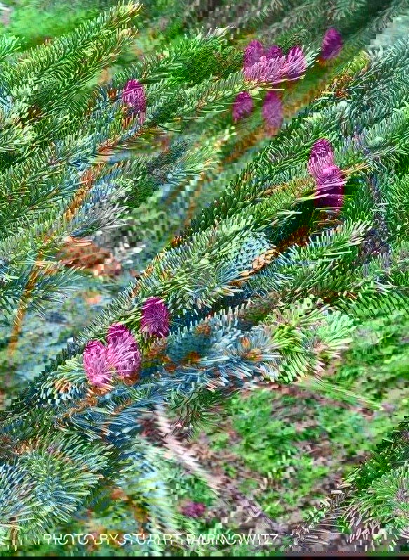 - Picea bicolor ‘Howell’s Dwarf Tigertail’ Alcock’s Spruce - Mr Maple │ Buy Japanese Maple Trees