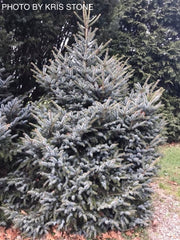 - Picea bicolor ‘Howell’s Dwarf Tigertail’ Alcock’s Spruce - Mr Maple │ Buy Japanese Maple Trees