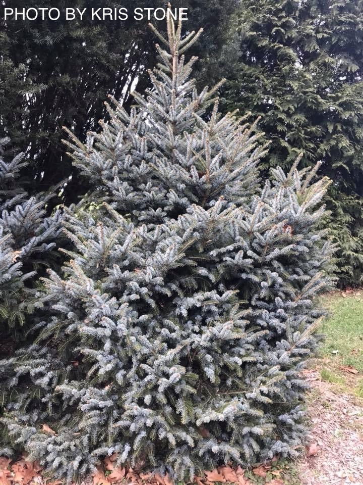 - Picea bicolor ‘Howell’s Dwarf Tigertail’ Alcock’s Spruce - Mr Maple │ Buy Japanese Maple Trees