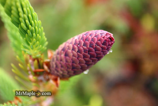 - Picea bicolor ‘Polita’ Dwarf Tigertail Spruce - Mr Maple │ Buy Japanese Maple Trees