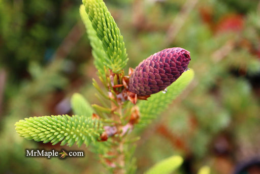 - Picea bicolor ‘Polita’ Dwarf Tigertail Spruce - Mr Maple │ Buy Japanese Maple Trees