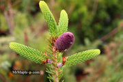 - Picea bicolor ‘Polita’ Dwarf Tigertail Spruce - Mr Maple │ Buy Japanese Maple Trees