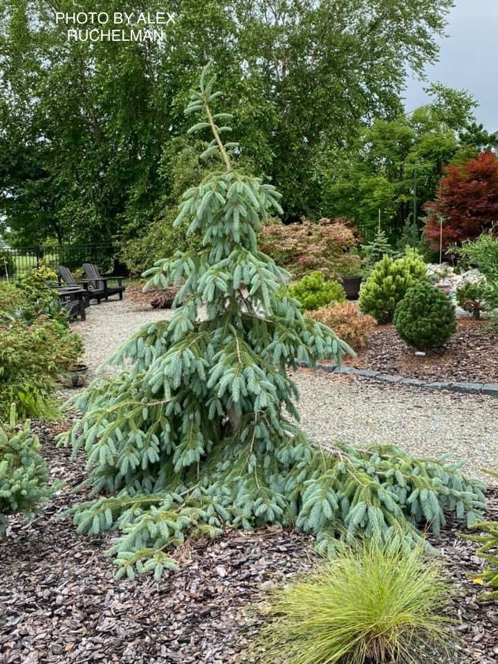 - Picea engelmannii 'Bush's Lace' Rare Engelmann Spruce - Mr Maple │ Buy Japanese Maple Trees