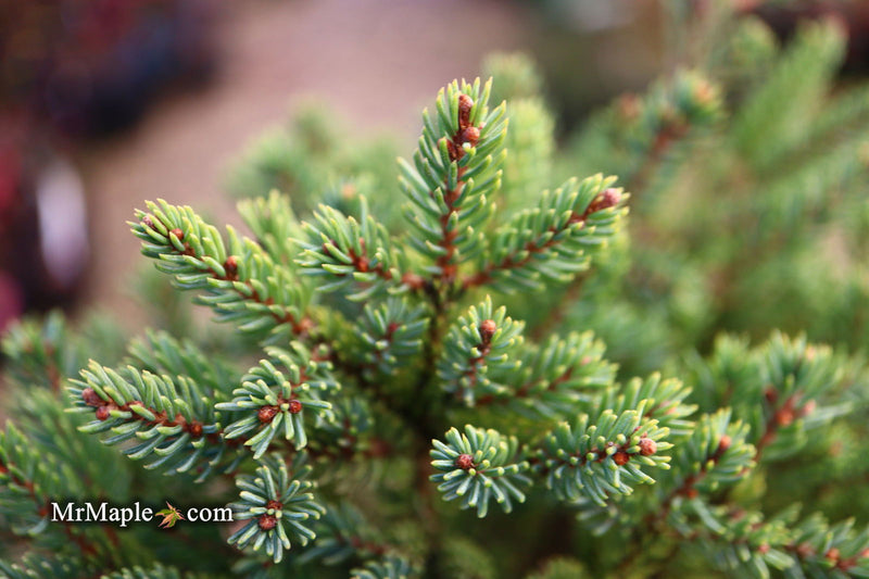 - Picea glauca 'Blue Planet' White Spruce - Mr Maple │ Buy Japanese Maple Trees